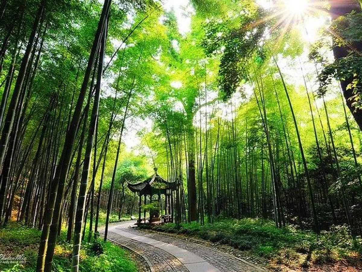 Half-Day Hangzhou Yunxi Bamboo Forest and Tea Plantation Experience